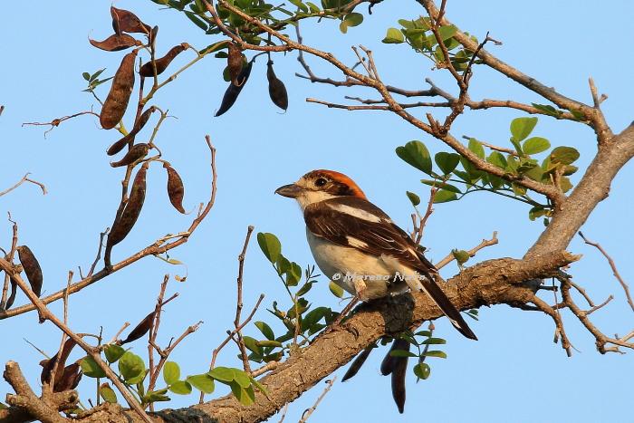 Tuscia viterbese e i suoi uccelli